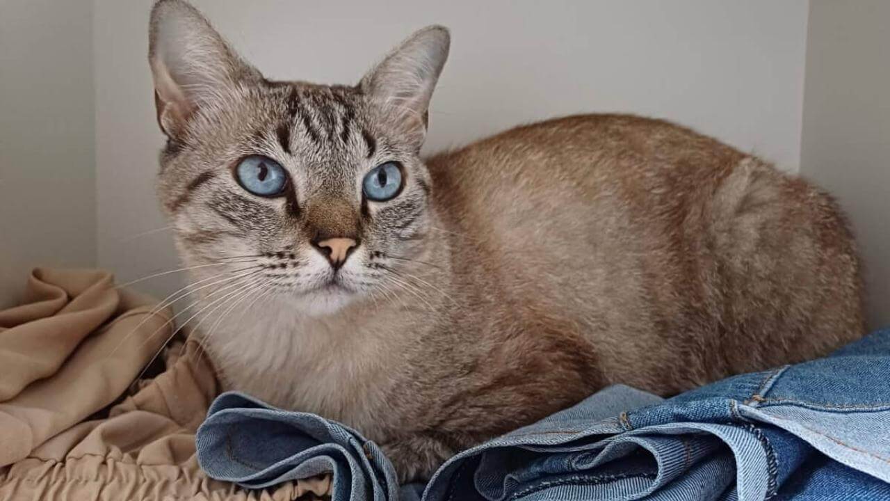 Gato Duque desapareceu no bairro Parque São Paulo