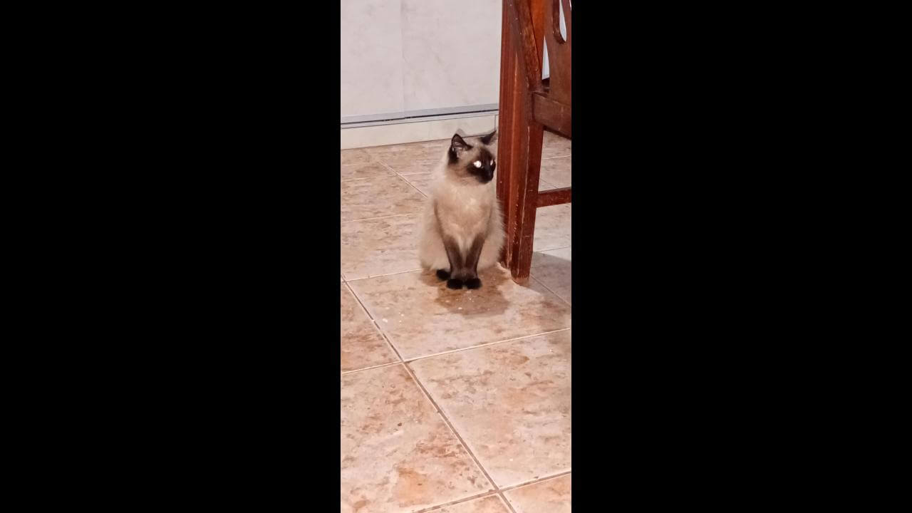 Gata Nina desapareceu no bairro Santa Cruz