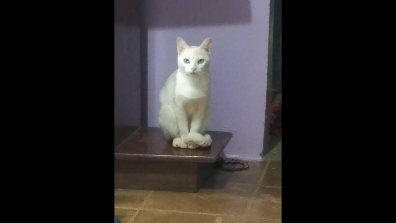 Gata Mimi desapareceu no bairro Brasília