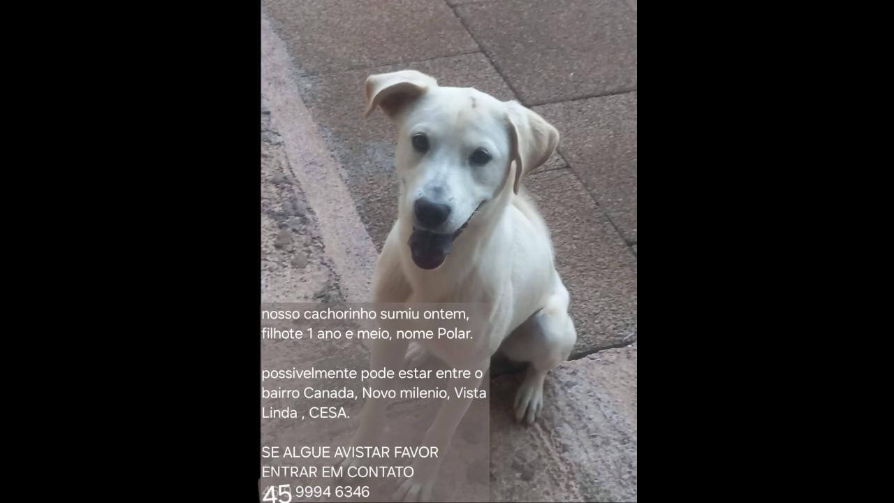 Cachorro Polar desapareceu no bairro Vista Linda