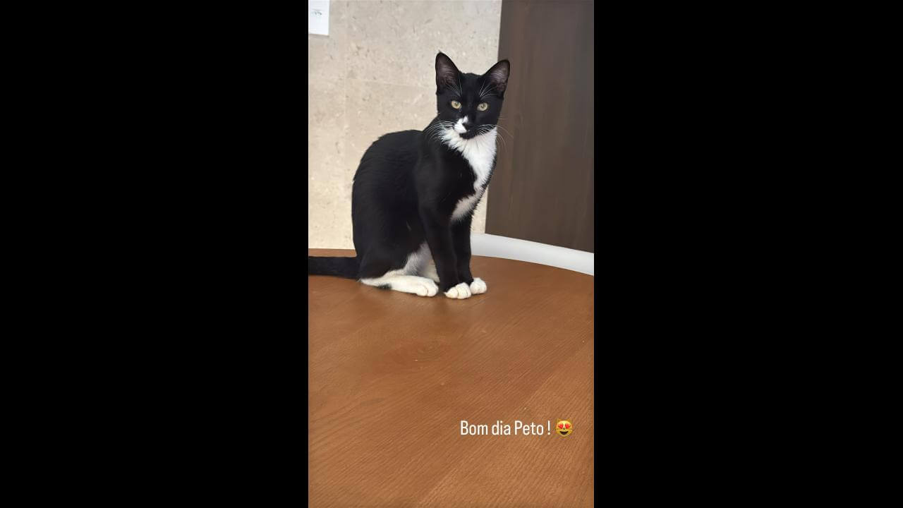 Gato Preto desapareceu no bairro Country