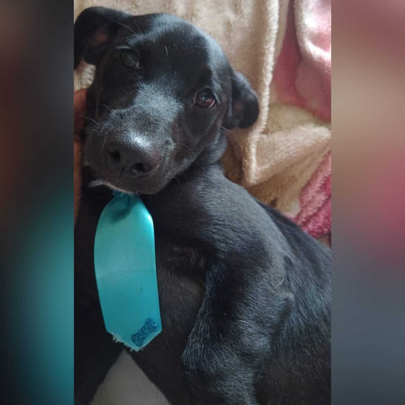 Cachorro desapareceu no bairro São Cristóvão Cachorro desapareceu no bairro São Cristóvão