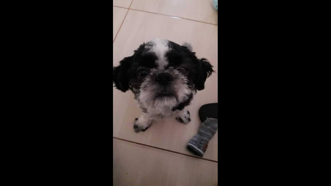 Cachorro Thor desapareceu no bairro Cascavel Velho