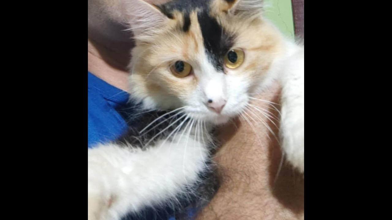 Gata desapareceu no bairro São Cristóvão