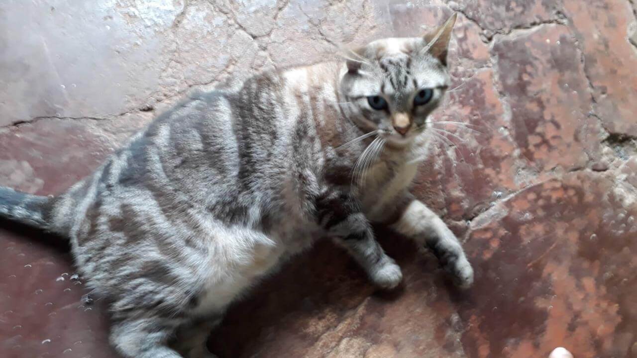 Gato Dimmy desapareceu no bairro Barcelona