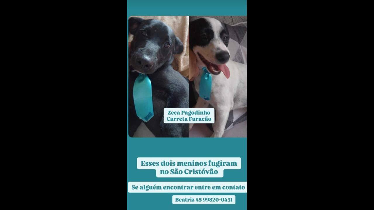Cachorros Zeca Pagodinho e Carreta Furacão desapareceram no bairro São Cristóvão