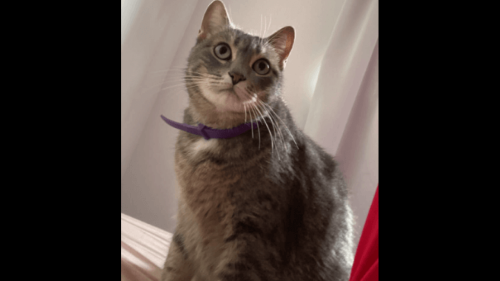 Gata Mama desapareceu no bairro Fag Imagem referente a Gata Mama desapareceu no bairro Fag