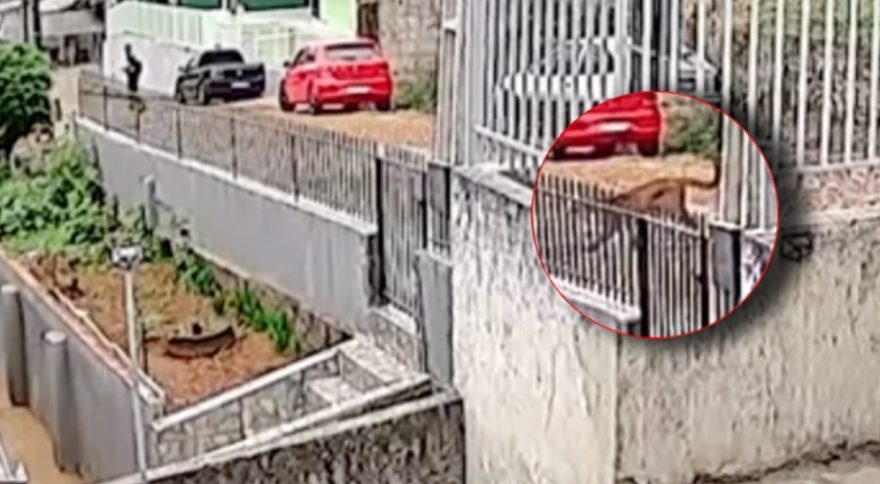 Encontro Inesperado: veja o momento em que onça-parda surpreende morador