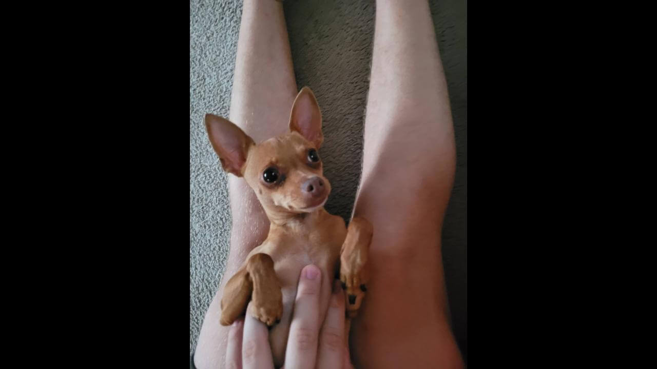 Cachorro Zeus desapareceu no bairro Parque São Paulo