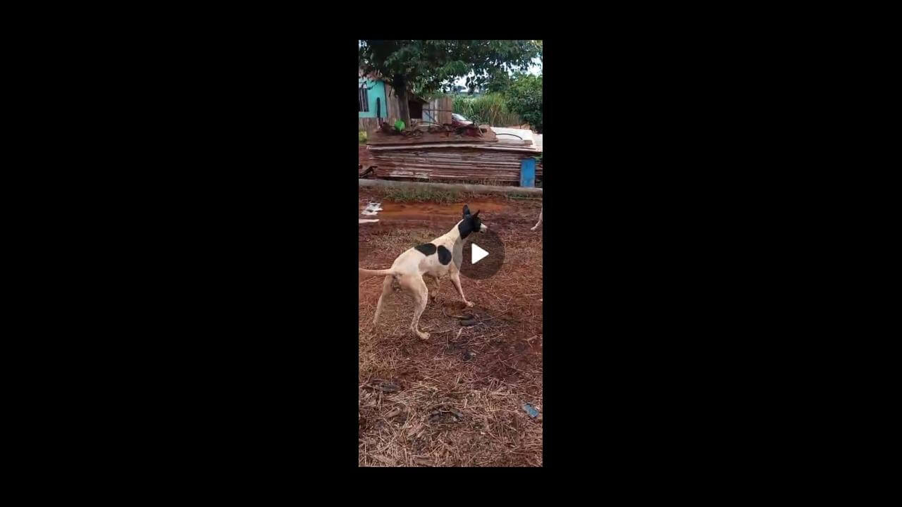 Cachorra desapareceu no bairro Santa Felicidade