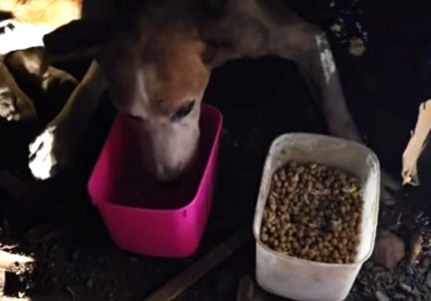 ONG Latidos do Bem resgata animais abandonados e pede ajuda para tratamento