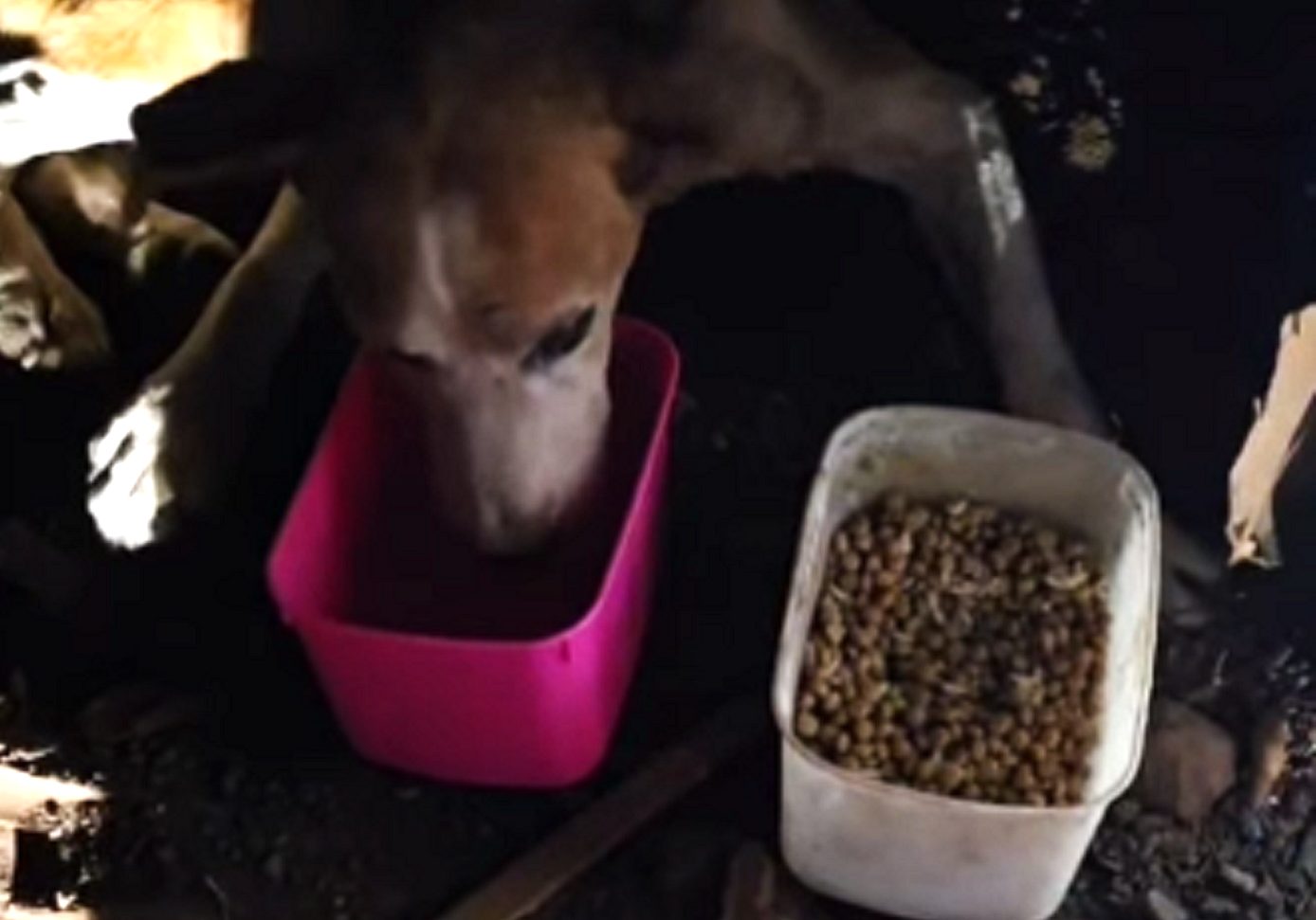 ONG Latidos do Bem resgata animais abandonados e pede ajuda para tratamento