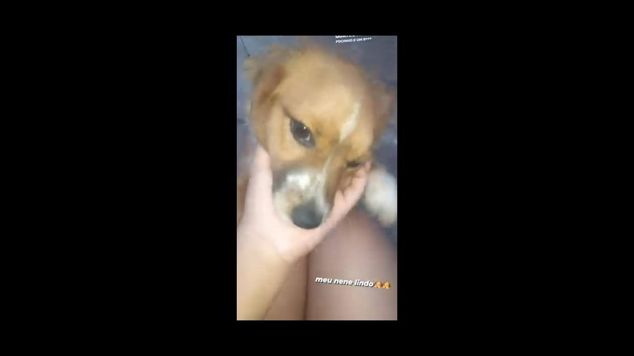 Cachorro Bob desapareceu no bairro Claudete