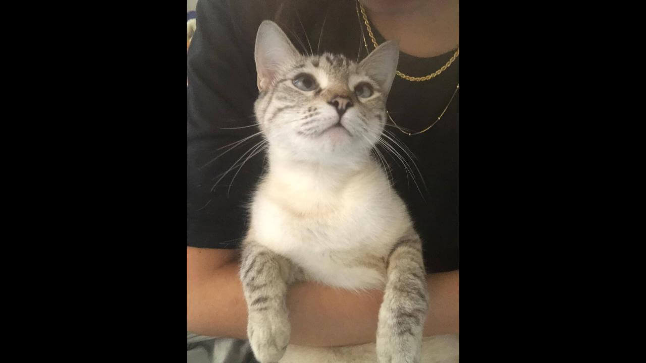Gata Cristal desapareceu no bairro Canadá