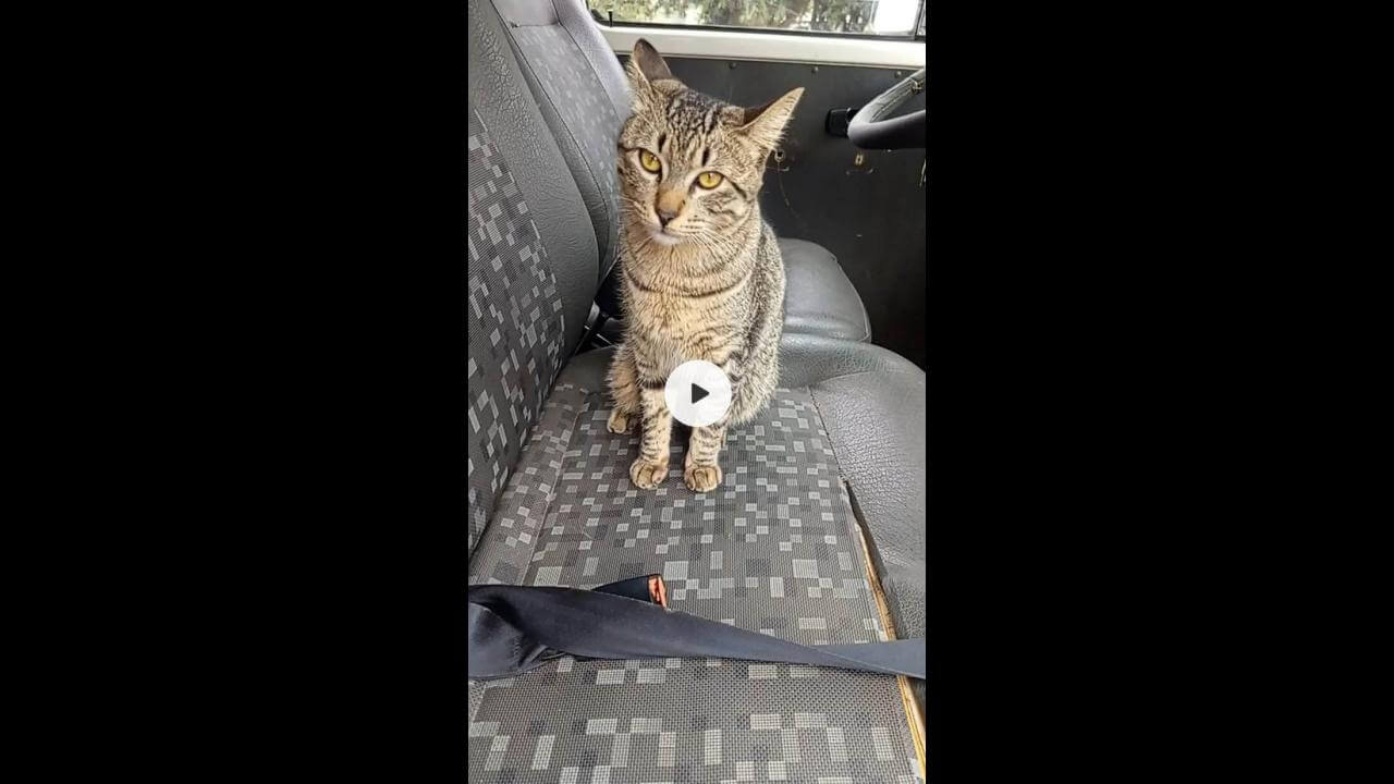 Gato Frederico desapareceu no bairro Santa Felicidade