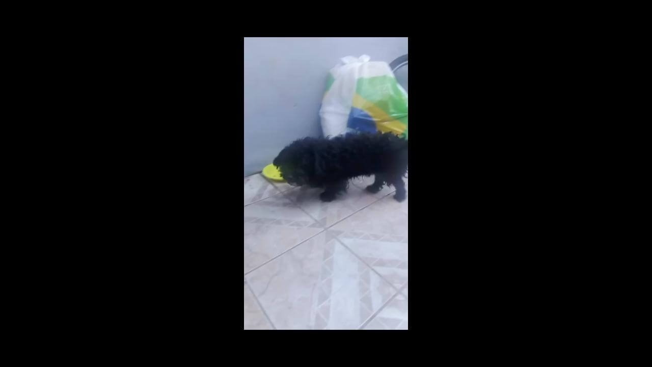 Cachorro é encontrado no bairro Brasmadeira