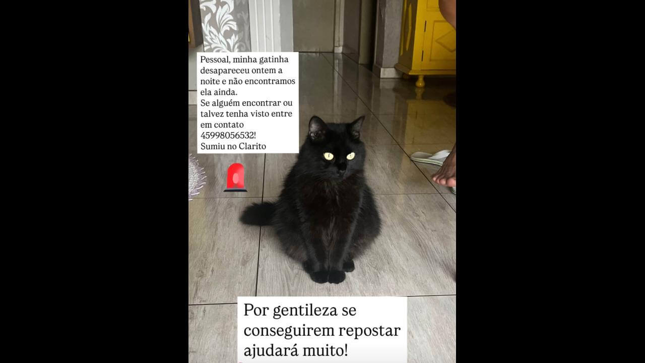 Gata desapareceu no bairro Clarito
