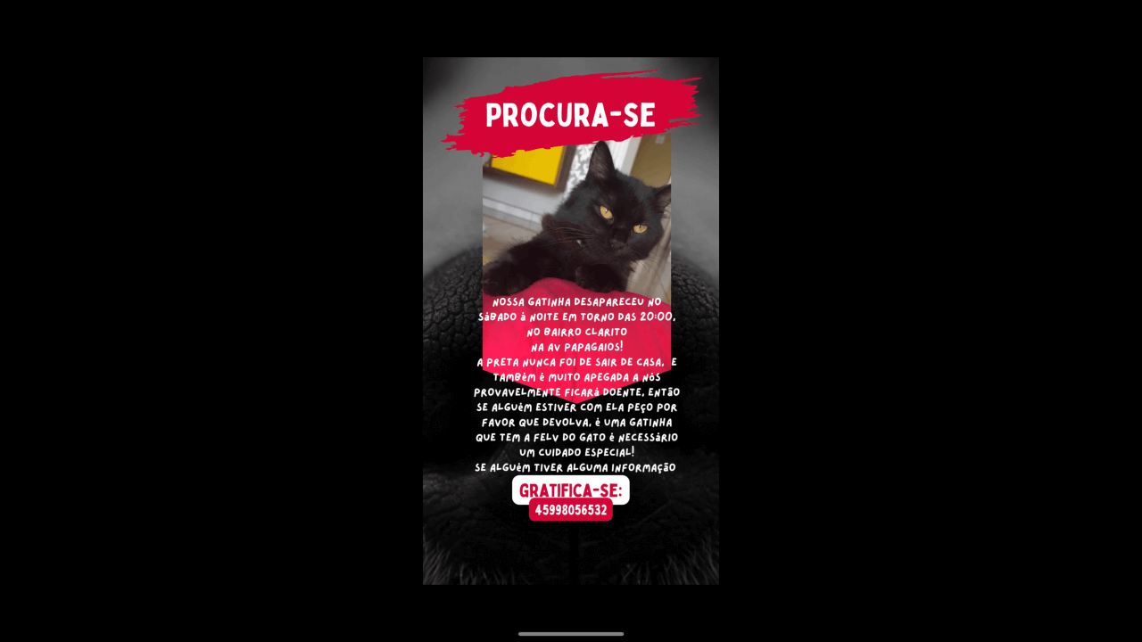 Gata desapareceu no bairro Clarito