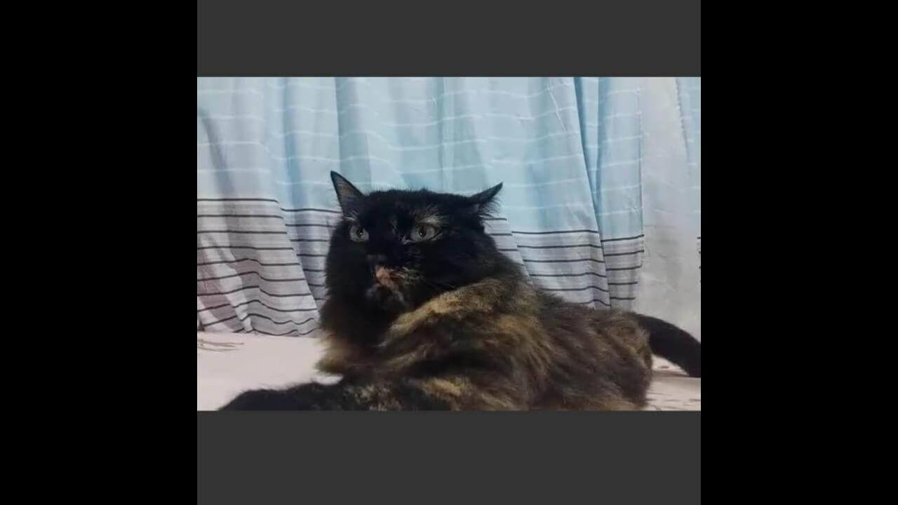 Gata Preta desapareceu no bairro Neva