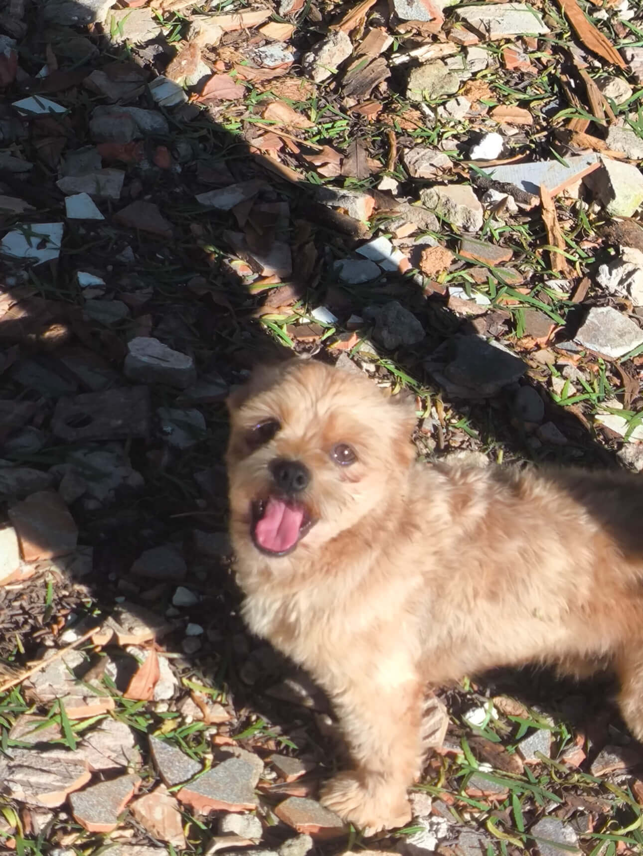 Cachorro Scooby desapareceu no bairro Nova Cidade Cachorro Scooby desapareceu no bairro Nova Cidade