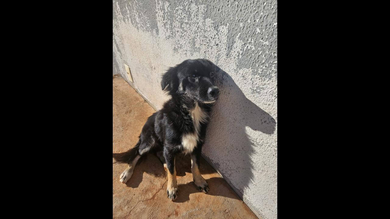 Cachorro é encontrado no bairro Jardim Veredas Cachorro é encontrado no bairro Jardim Veredas