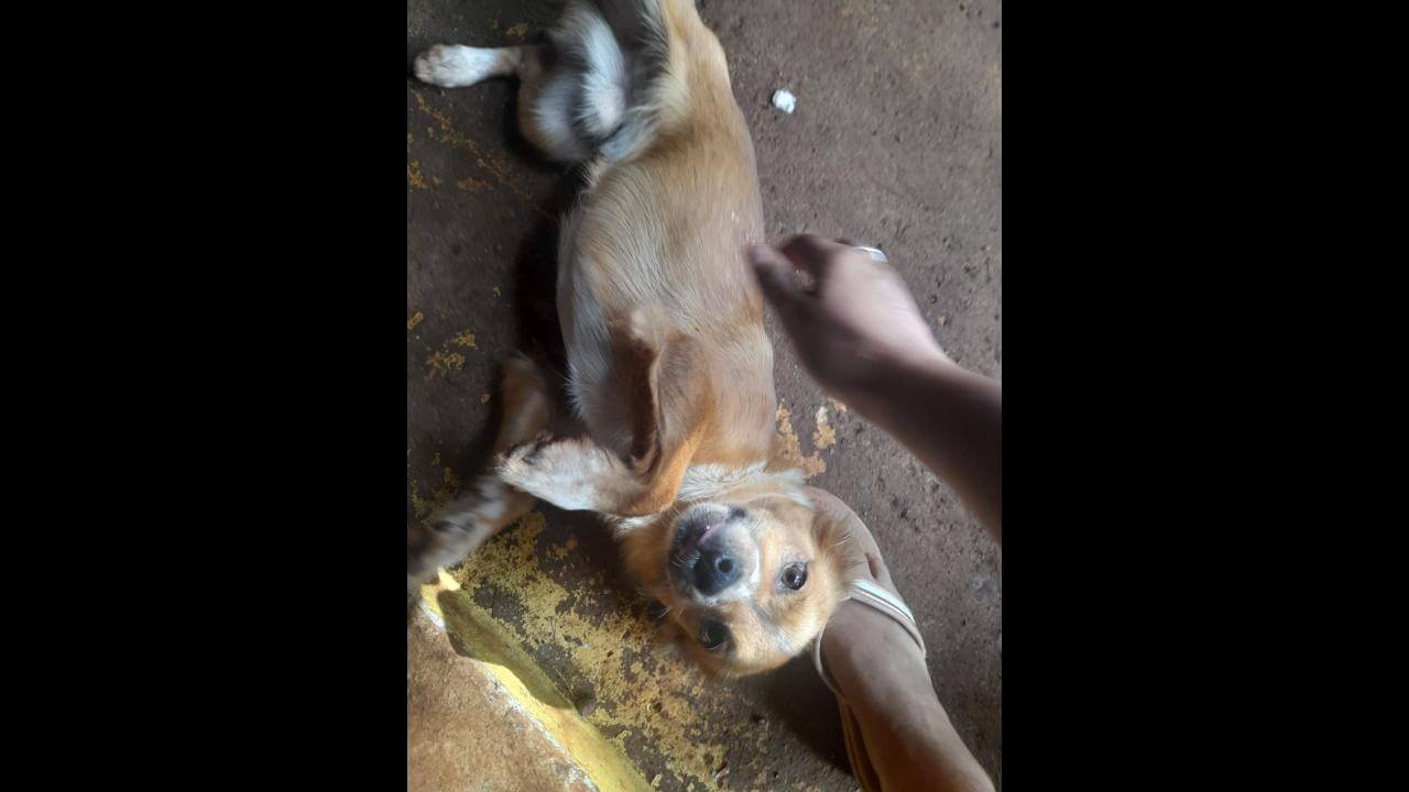 Cachorro Bobi desapareceu no bairro Claudete Cachorro Bobi desapareceu no bairro Claudete