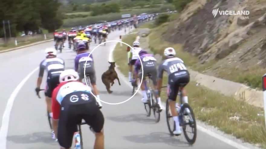 GOAT do ciclismo? Competidor escapa por pouco de acidente com cabra durante prova