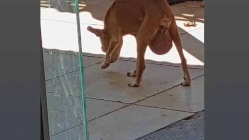 Cachorra Mel desapareceu no bairro Interlagos Imagem referente a Cachorra Mel desapareceu no bairro Interlagos