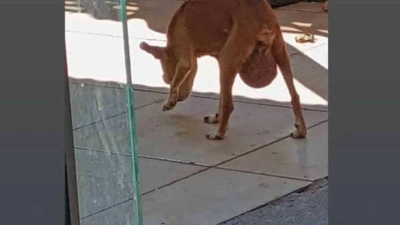 Cachorra Mel desapareceu no bairro Interlagos Cachorra Mel desapareceu no bairro Interlagos