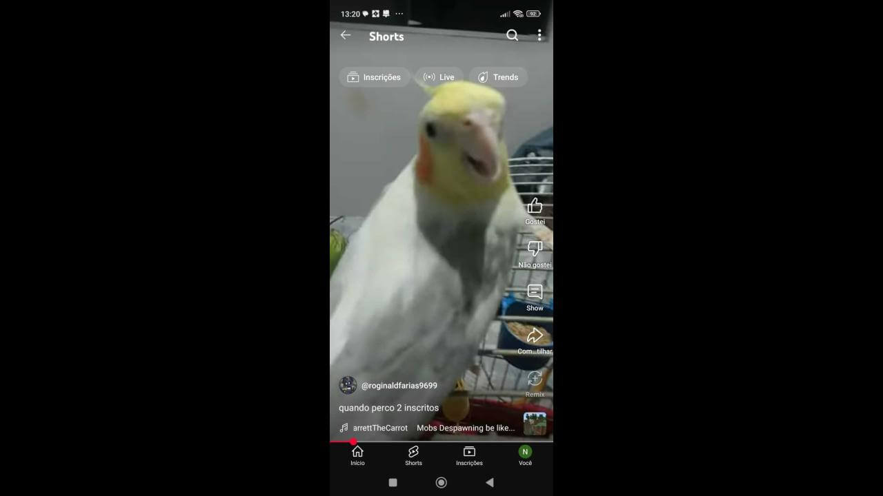 Calopsita desapareceu no bairro Cascavel Velho Calopsita desapareceu no bairro Cascavel Velho