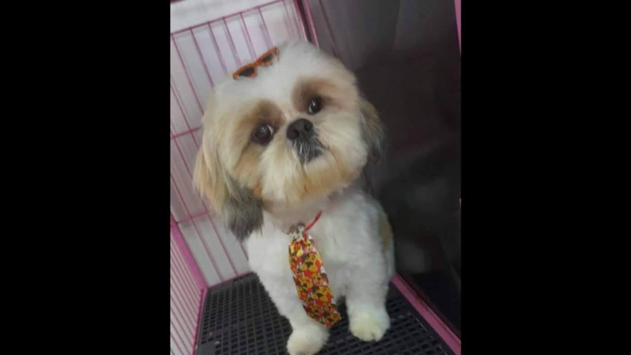 Cachorro Bento desapareceu no bairro Maria Luiza Cachorro Bento desapareceu no bairro Maria Luiza
