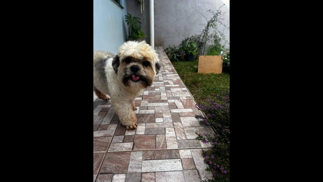 Cachorro é encontrado no bairro Neva Cachorro é encontrado no bairro Neva