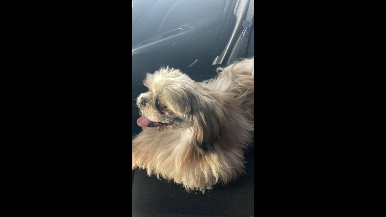 Cachorro é encontrado no bairro Canadá Cachorro é encontrado no bairro Canadá