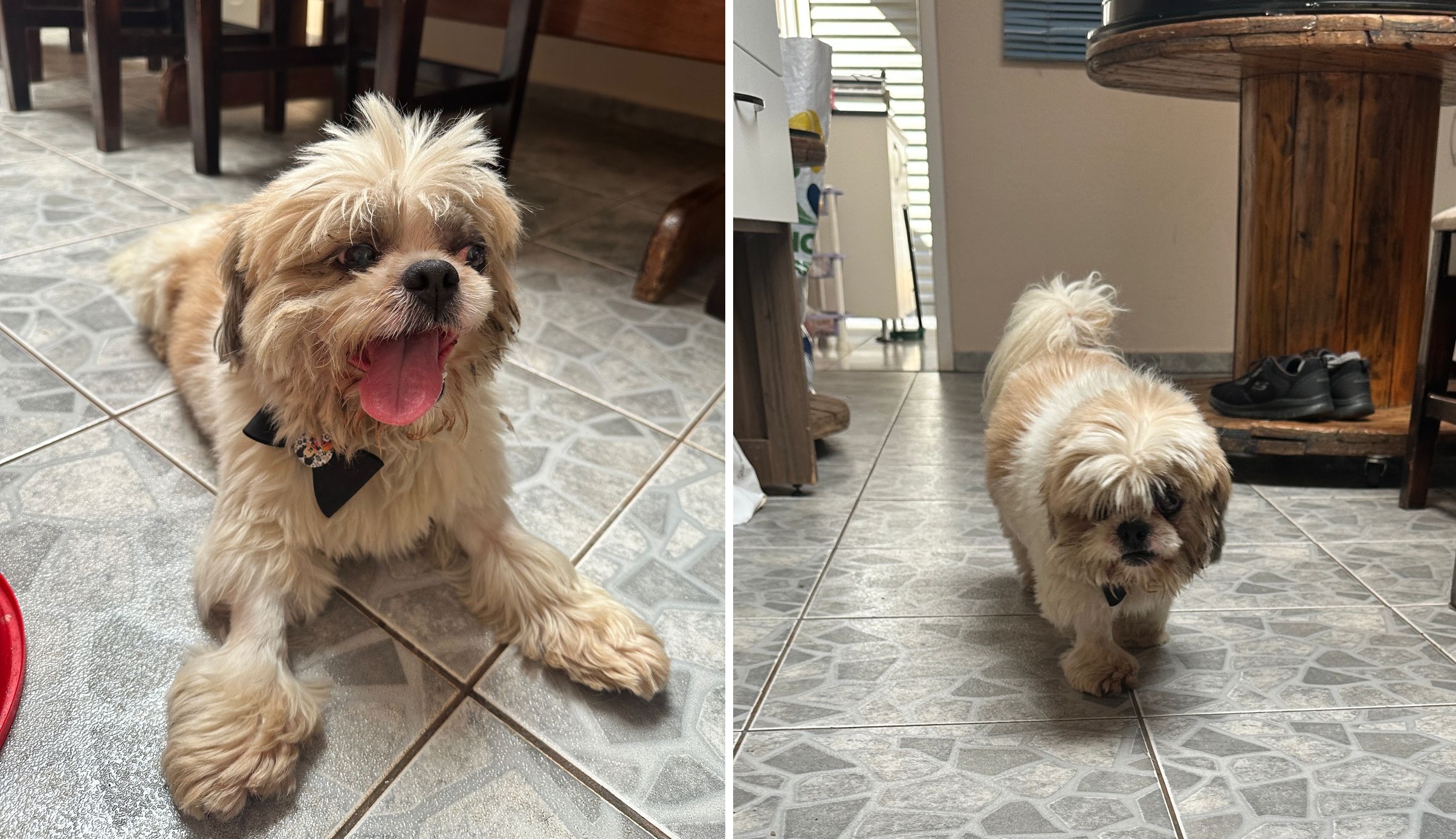 Cachorrinho que aparenta ser de estimação foi localizado no Bairro Maria Luiza Cachorrinho que aparenta ser de estimação foi localizado no Bairro Maria Luiza
