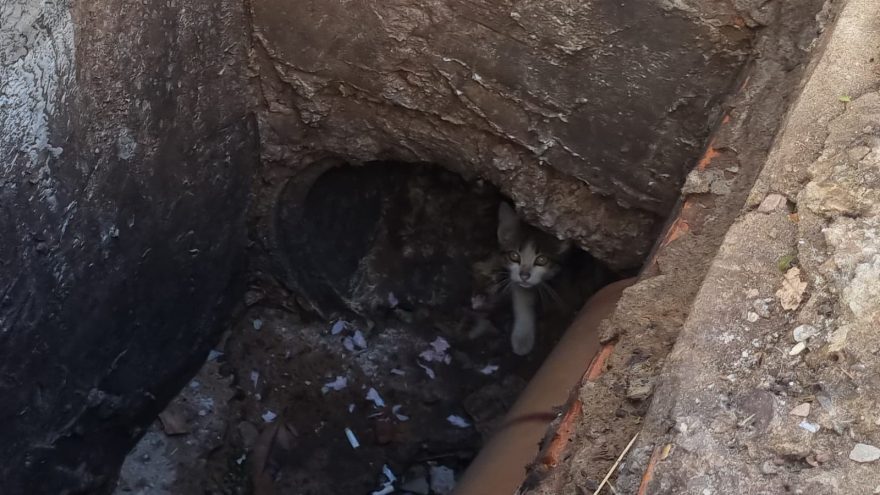 Filhote de gato cai em bueiro e Bombeiros são mobilizados na Rua Platão