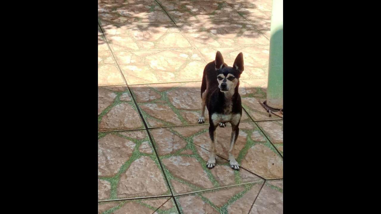 Cachorra Belinha desapareceu no bairro Brasmadeira Cachorra Belinha desapareceu no bairro Brasmadeira