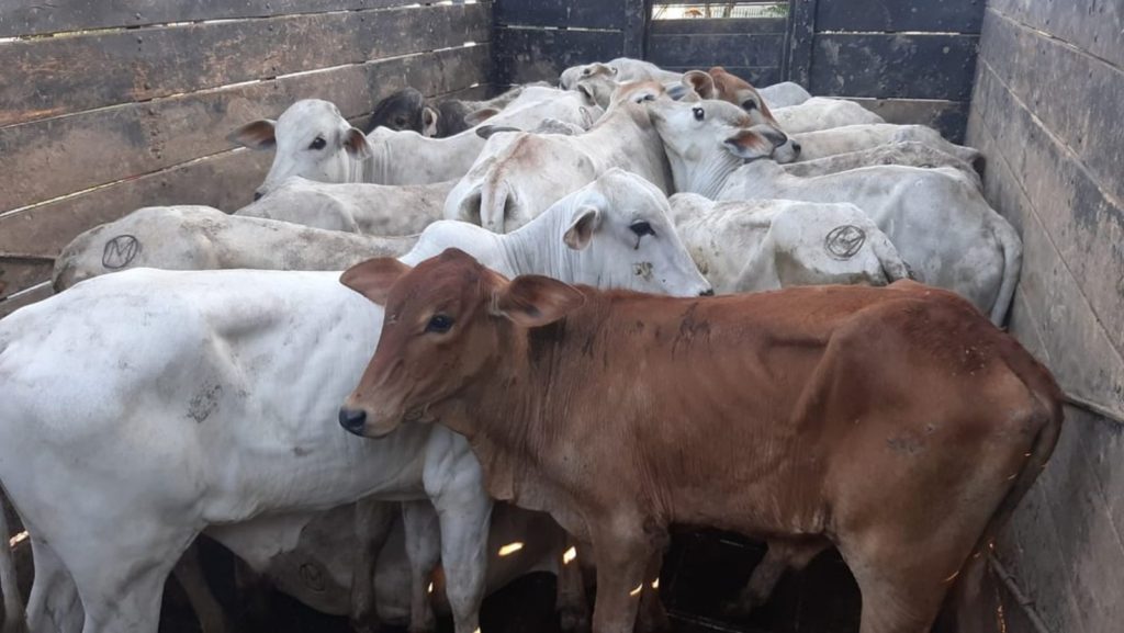 Ladrões invadem fazenda e furtam 40 cabeças de gado no Paraná Ladrões invadem fazenda e furtam 40 cabeças de gado no Paraná