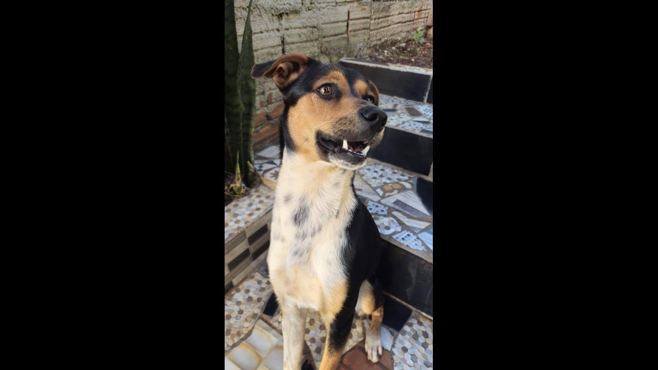 Cachorro é encontrado no bairro Cancelli
