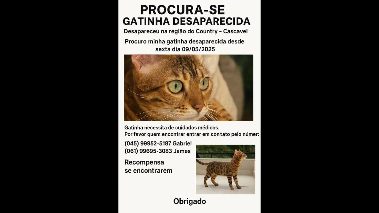 Gata Cecília desapareceu no bairro Country
