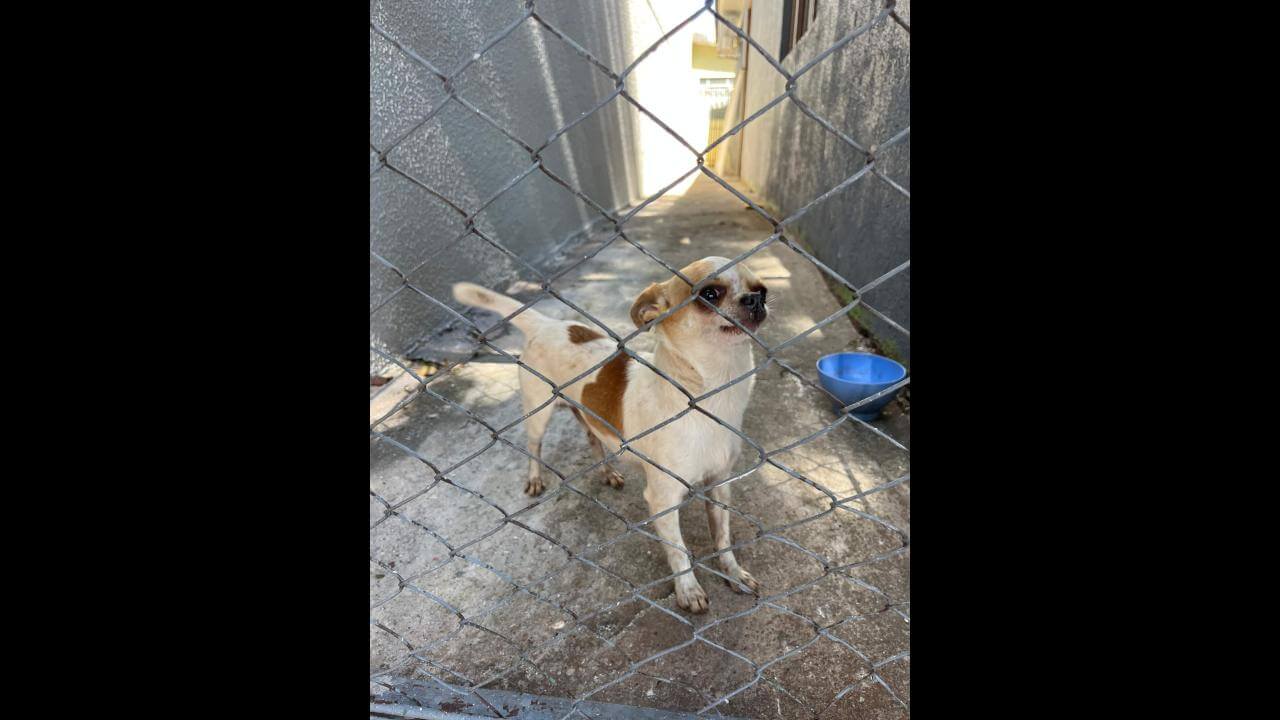 Cachorro é encontrado no bairro Coqueiral
