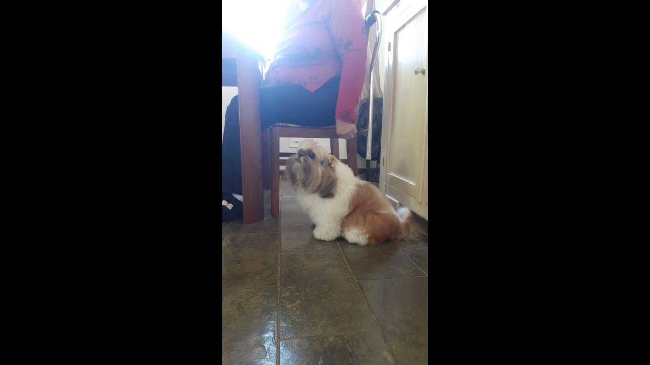 Cachorra Belinha desapareceu no bairro Neva