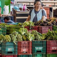 Imagem referente a Anvisa inicia monitoramento de resíduos de agrotóxicos em alimentos