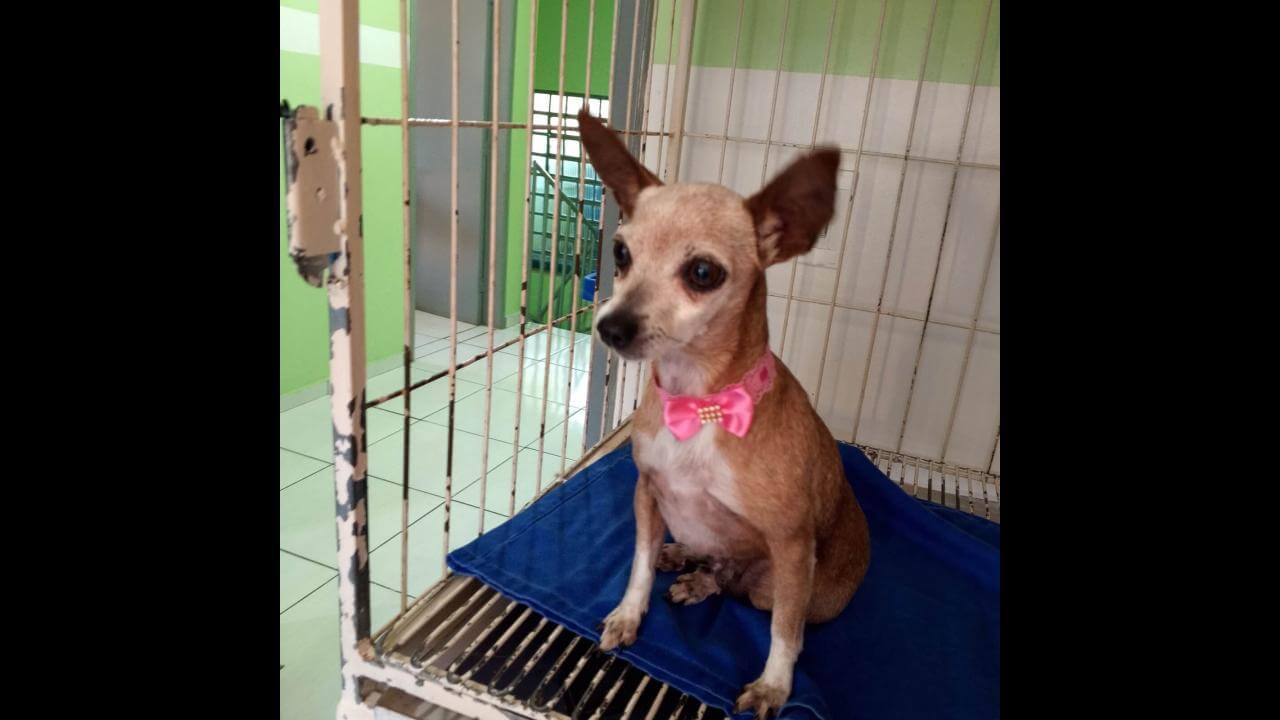 Cachorra é encontrada no bairro Centro