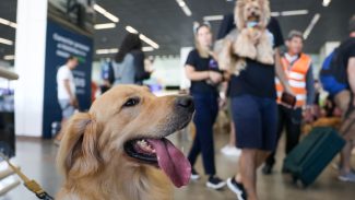 Aéreas podem se negar a embarcar animais de suporte emocional, diz STJ