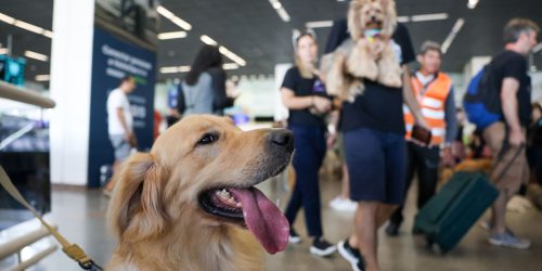 Aéreas podem se negar a embarcar animais de suporte emocional, diz STJ Imagem referente a Aéreas podem se negar a embarcar animais de suporte emocional, diz STJ