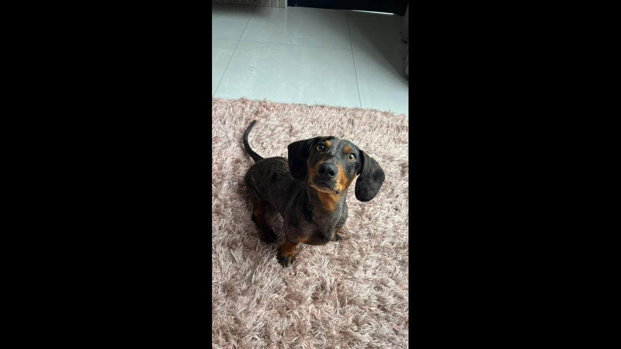 Cachorro Chico desapareceu no bairro Universitário