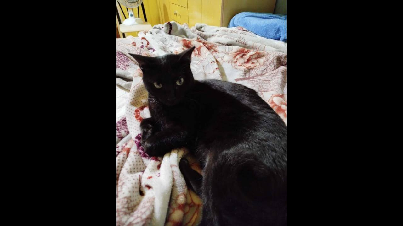 Gata Beca desapareceu no bairro Periolo