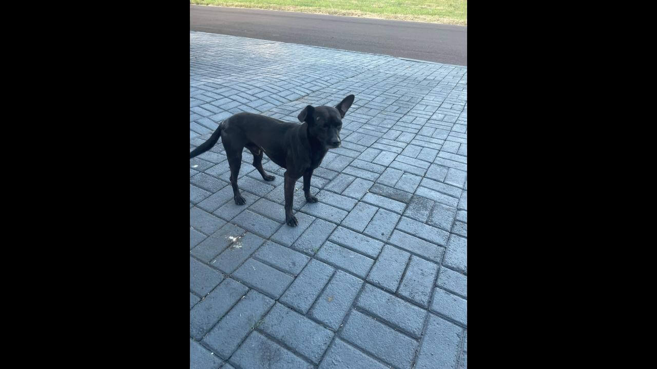 Cachorro é encontrado no bairro Coqueiral