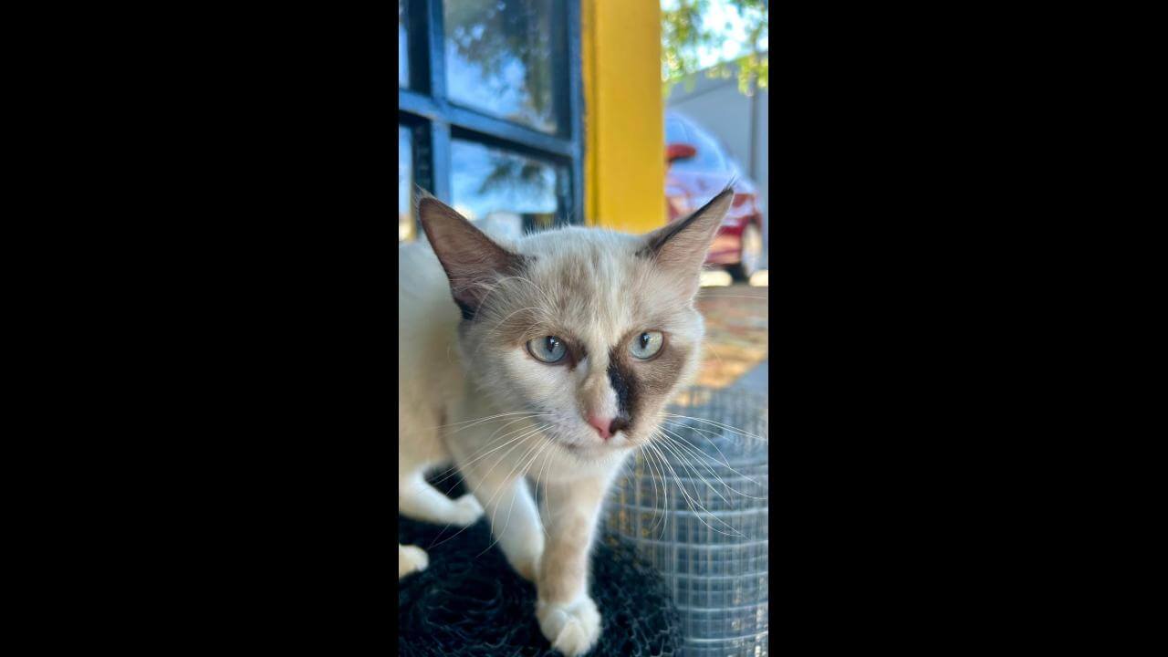 Gata Tequila desapareceu no bairro Floresta
