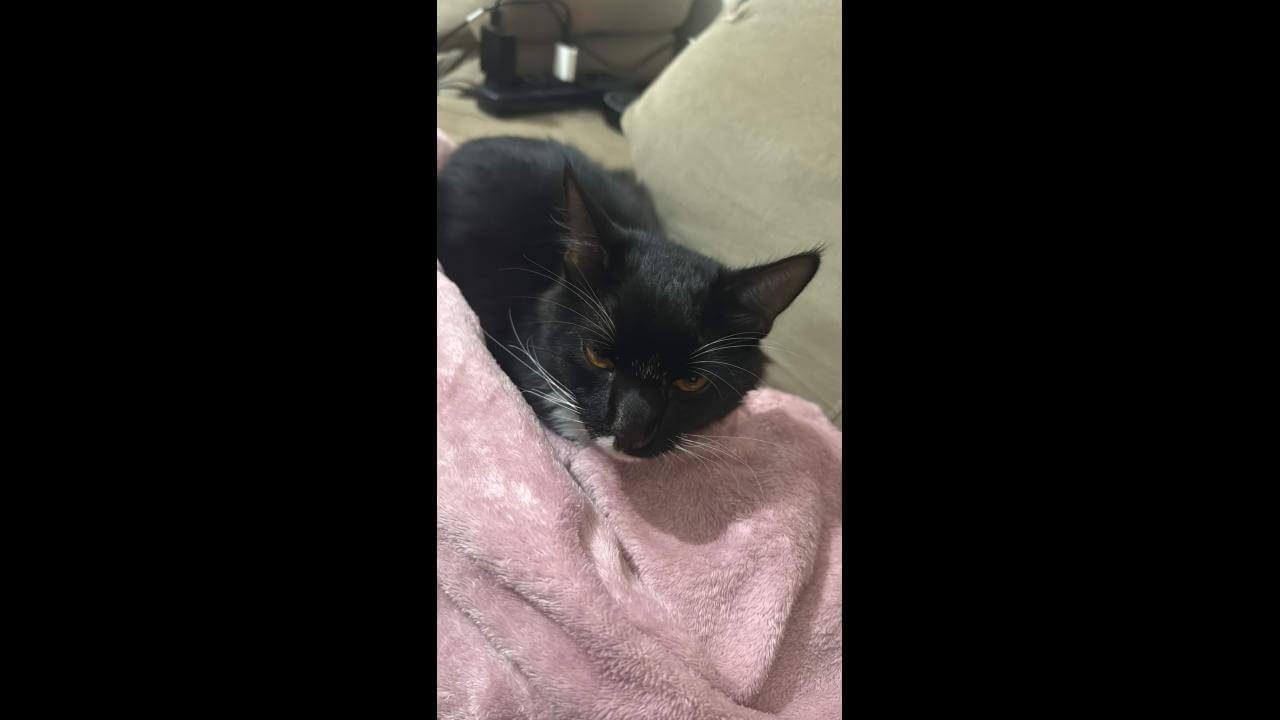 Gato Benjamin desapareceu no bairro Parque São Paulo